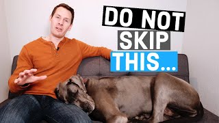 Do NOT skip walks for your Great Dane  Great Dane Care [upl. by Naitsirk]