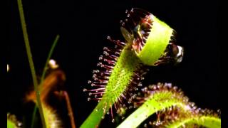 Drosera capensis vs fly [upl. by Ddarb352]