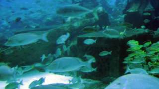 Palm Jumeirah island Atlantis Hotel its Aquarium Dubai 2009wmv [upl. by Zebapda]