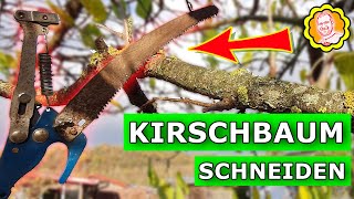 Kirschbaum schneiden im Herbst [upl. by Robinette]