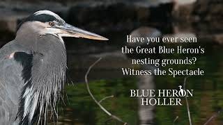 Great Blue Heron Nesting Grounds at Blue Heron Holler in Williamsburg Ohio [upl. by Ailis997]