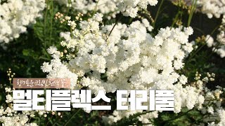 📌 멀티플렉스 터리풀📌 향기로운 크림빛의 흰색 꽃 [upl. by Llenrep]