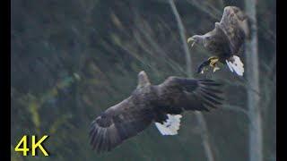 Seeadler  Streit um einen Hecht  Whitetailed Eagle Dispute over a Pike [upl. by Sokul]