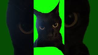 Black Cat staring meme  Green Screen  Wee Wee Cat [upl. by Vigor]