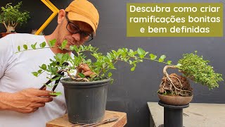 O SEGREDO para criar um bonsai de Acerola [upl. by Perl]