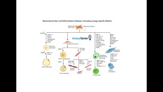 Mesenchymal Stem Cell Differentiation Pathways Unraveling LineageSpecific Markers [upl. by Acile]