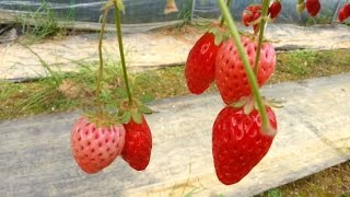 いちご狩りin岡山県井原市・すど観光農園 [upl. by Eirrab]