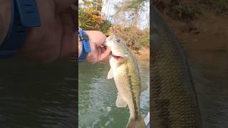 November fishing updates riverfishing bassfishing fishing buzzbait boatfishing spottedbass [upl. by Tnirb]