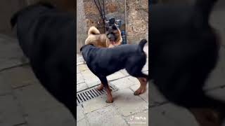 american akita attacks rottwelier real fight [upl. by Eitsyrk]