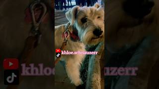 schnauzer minischnauzer paseo khloeschnauzerr doglover puppy dogshorts schnauzergirl [upl. by Aluino]