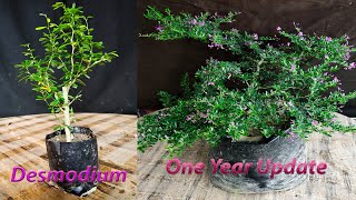 Desmodium Blue Braya Plant grow and careSamaresh Bonsai2021 [upl. by Acirretal]