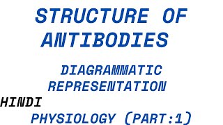 Structure of Antibodies Digramatic representation Physiology Part 12 [upl. by Calvin]