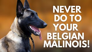 5 Things You Must Never Do to Your Belgian Malinois [upl. by Dulsea]