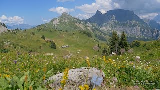 4K Alpengarten Schynige Platte Berner Oberland SWITZERLAND アルプス山脈 [upl. by Syl579]