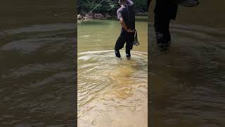 Net fishing river Lempar jala skills nelayan tradisional [upl. by Adria]