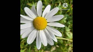 Oxeye daisy 불란서 국화 꽃말은희망 입니다 flowers [upl. by Nickles]