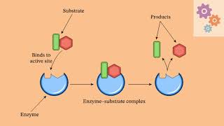 MECHANISM OF ENZYME ACTION [upl. by Jahdol]