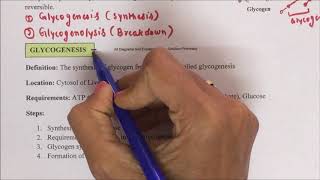 Glycogen Metabolism Part01 Introduction to Glycogen Metabolism  Metabolism Steps of Glycogens [upl. by Peltz681]