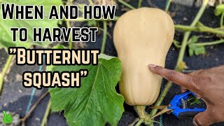 Butternut squash  When and how to harvest butternut squash  BEST TIPS amp Tricks [upl. by Dami]