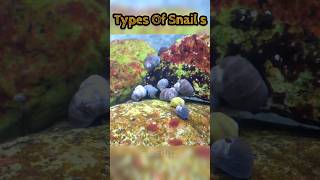 🤯Types of Snails 🗿Littorina LittoriaSnail 🔥 Prat6 🐌  shorts viral trand ytshorts trand [upl. by Raviv]