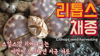 리톱스씨앗 채종 씨앗이 사라지기 전에 하세요 Lithops seed harvesting succulent [upl. by Attinahs]