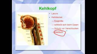 Atmungssystem Anatomie und Physiologie der Lunge [upl. by Namron]