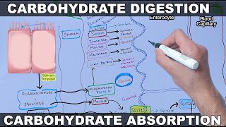 Digestion and Absorption of Carbohydrates [upl. by Calvin406]