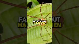 HARVESTMEN FACTS shorts short facts wildlife animals nature spider subscribe spiderman [upl. by Acinad]