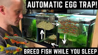 HOW TO BREED HUNDREDS OF NANO FISH AUTOMATICALLY EASY TUTORIAL [upl. by Eirojam]