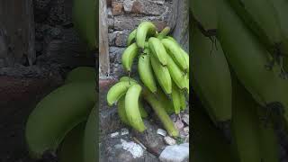 Harvesting quotGreen Bananasquot from your own garden is truly delicious and memorable [upl. by Olwena347]