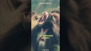 GELADA BABOONBLEEDING HEART MONKEY monkey wildlife animalfacts [upl. by Burrow212]