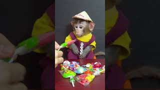 Monkey baby Bon Bon enjoy with Watermelon candy no Sugar monkey cute babymonkey [upl. by Akiem]