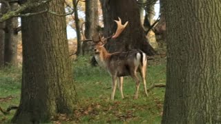 Join Me On A Circular Walk From Baslow To The Stunning Chatsworth Park [upl. by Clea]