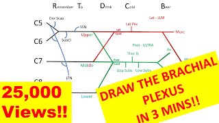 How to draw the brachial plexus in 3 minutes [upl. by Maddox510]