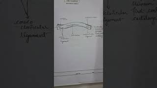 Clavicle bone diagram sciencemedicalbiology chemistry drawing anatomy biology [upl. by Ylim581]