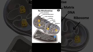 Mitochondrianewreels biology shorts [upl. by Elrebmik430]