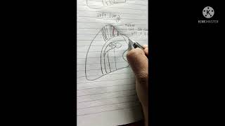 How to draw Relations of mediastinal surface of left lung [upl. by Baird]