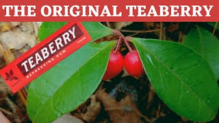 Teaberry or American Wintergreen inspiration for Teaberry gum [upl. by Aligna700]