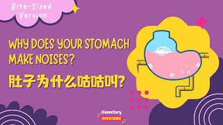 EN SUB 解说版 BiteSized｜Why Does Your Stomach Make Noises 肚子为什么会叫｜Health｜百科故事｜Human Body｜ Cartoon [upl. by Kean]