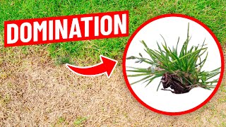 How to Control Poa Annua aka Annual Bluegass Ryegrass and Fescue in the Lawn [upl. by Nannarb]