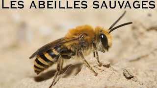 Les abeilles sauvages [upl. by Edie]