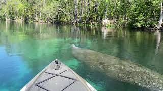 Manatee Surfacing [upl. by Maroney]