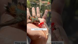 This man saved a hummingbird from heatstroke and then this happened animalshorts [upl. by Cornelie82]