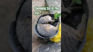 Cat  Iring  Pusa  Sleeping Cat In The Pot  tulog cat iring pusa trending shorts viral [upl. by Ellerret]