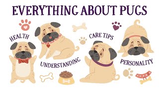 All You Need to Know about PUGS  Personality Special Care Tips Health and Understanding Pugs [upl. by Kristina]