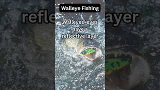 Walleye Facts 13 [upl. by Gotthelf]