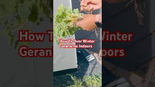 How To Bring Geraniums indoors Over Winter shorts shortsfeed indoorplants trending viralshorts [upl. by Leamsi785]