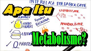 Apa itu Metabolisme  Anabolisme dan Katabolisme [upl. by Ciaphus]