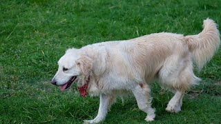 Explore the Amazing Great Pyrenees Coat Patterns [upl. by Eimaral]