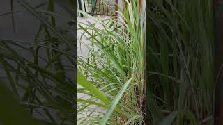 Cymbopogon citratusplants grass nature [upl. by Daus]